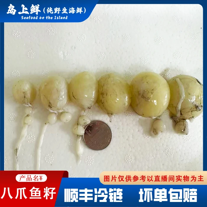 【八爪鱼蛋】白灼辣炒红烧酱焖都行，大小混装，建议慎拍