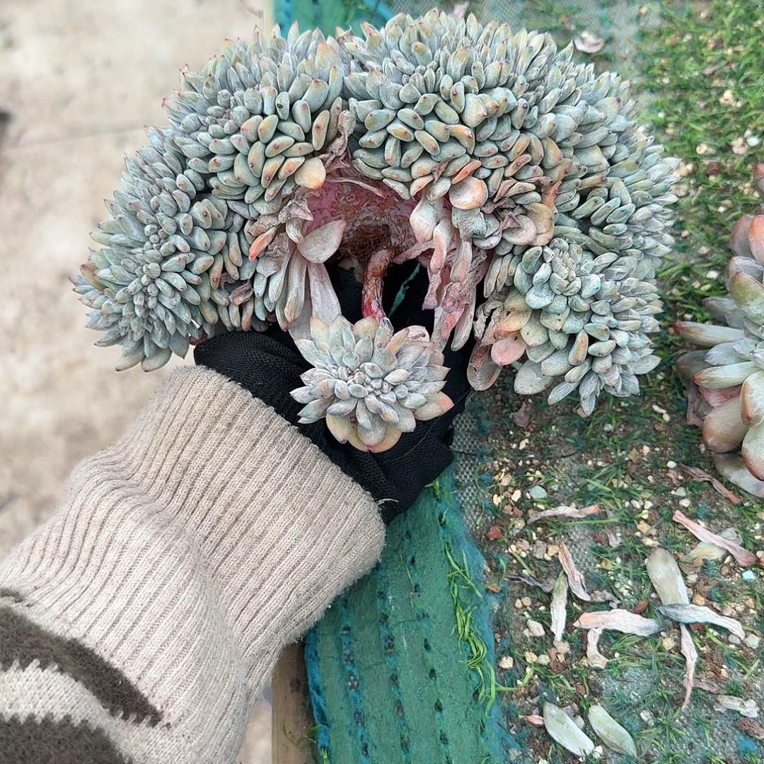 星影缀化星移缀化