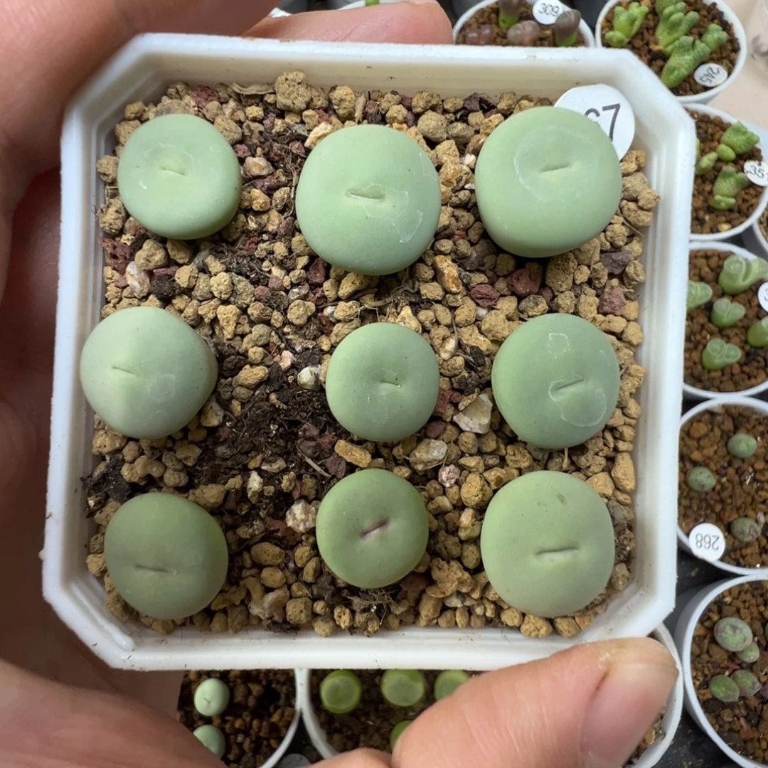 大型红嘴9颗带盆土2670000