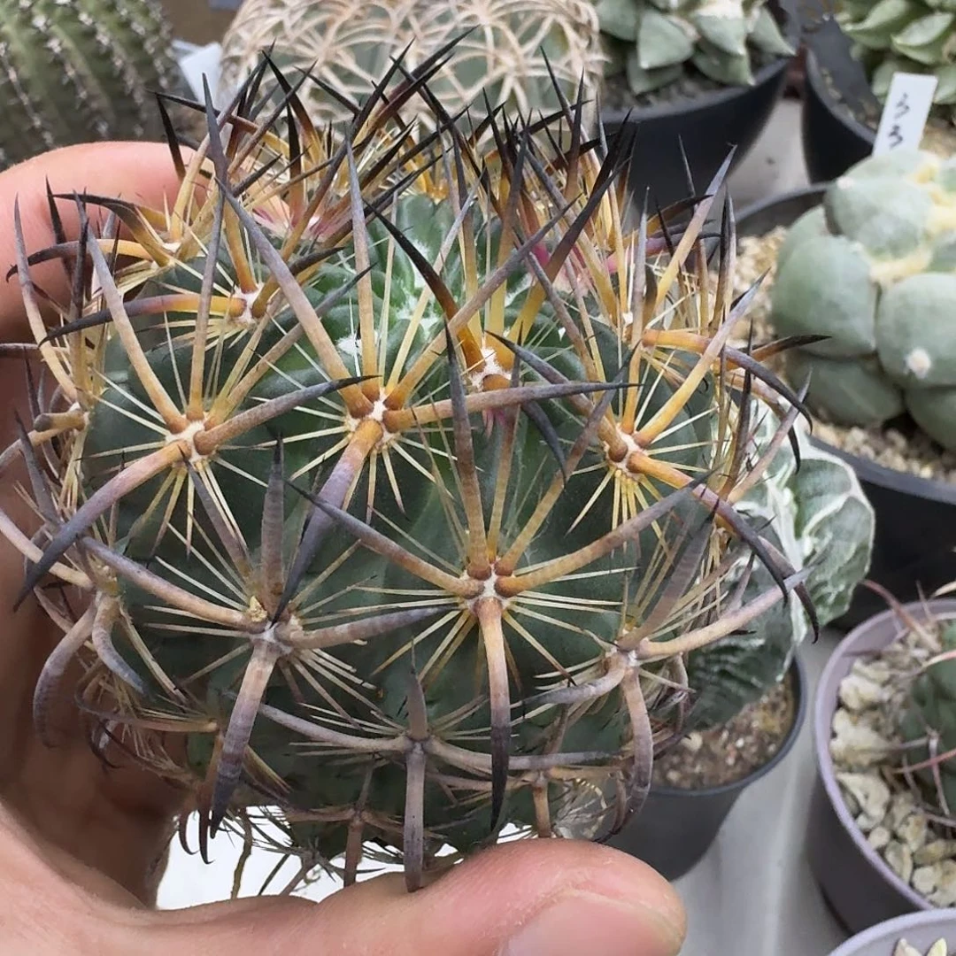 实生虎爪玉仙人球