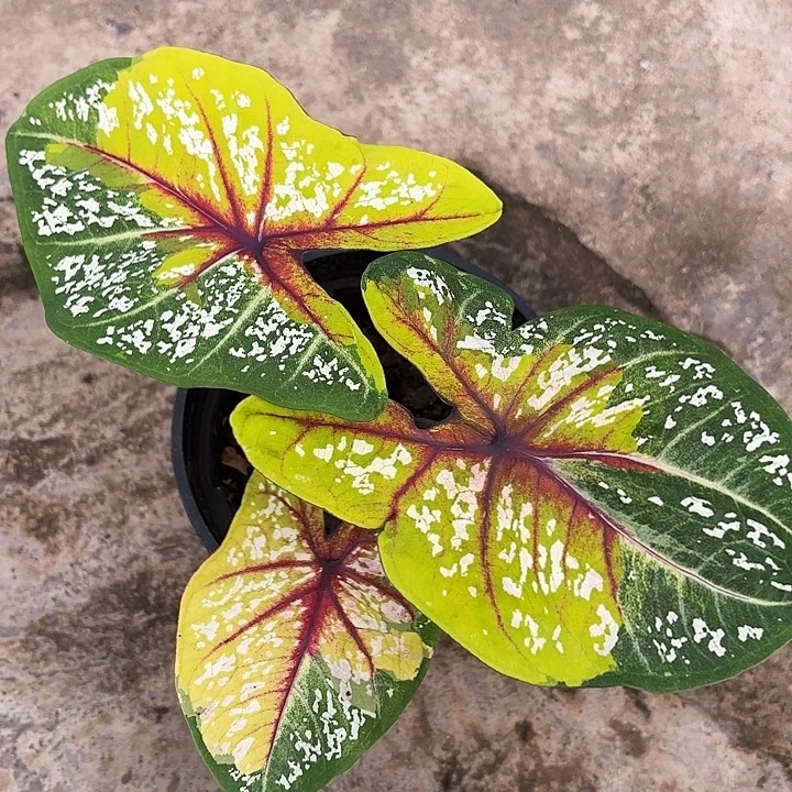 61-0104野蜂飞舞广东现货