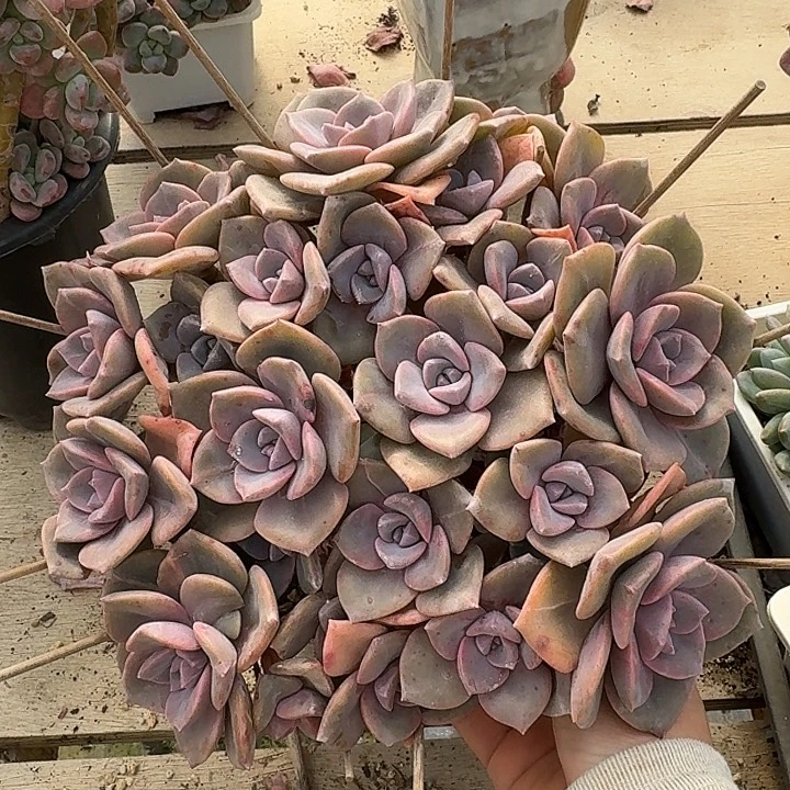 彩虹糖多肉植物的