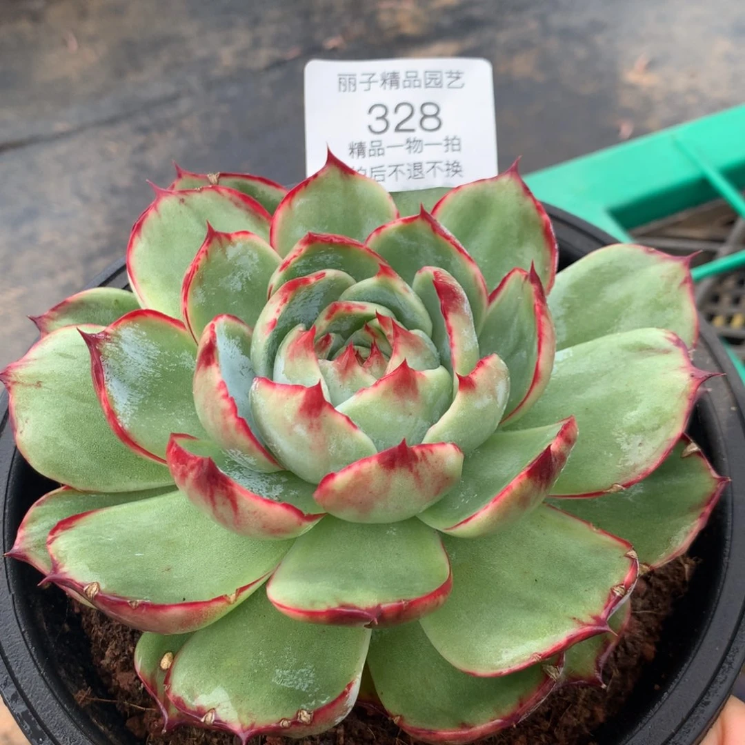 328号多肉植物惊鸿13