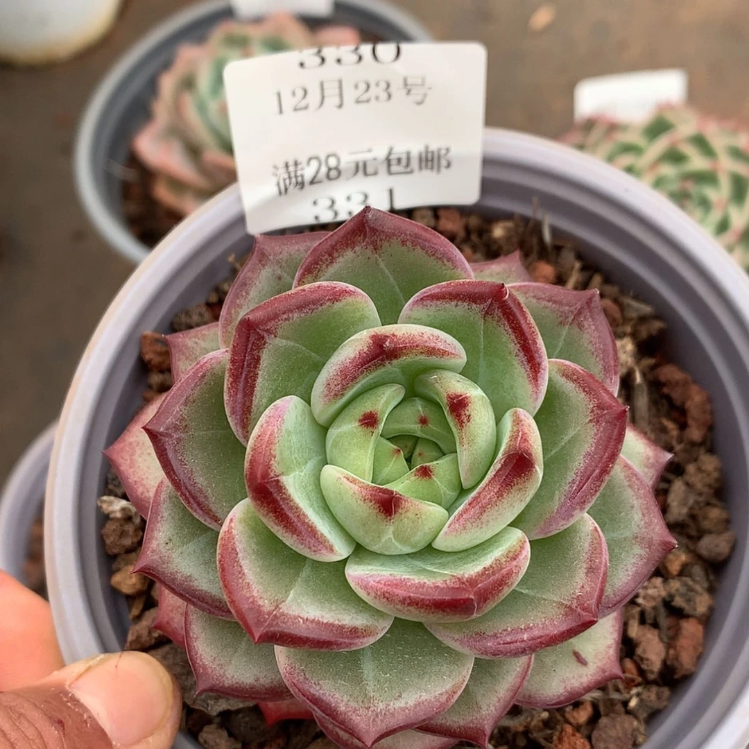 【闪购商品】云330号夜魔侠8厘米