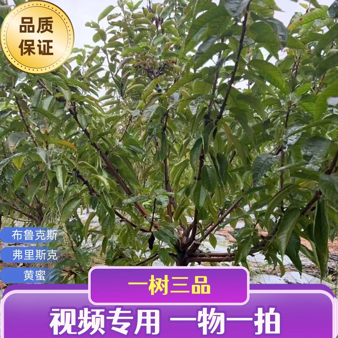 【 一物一拍 视频专用 】 一树三品带花苞车厘子大樱桃树苗庭院果树