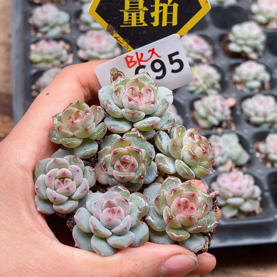 多肉植物多肉植物