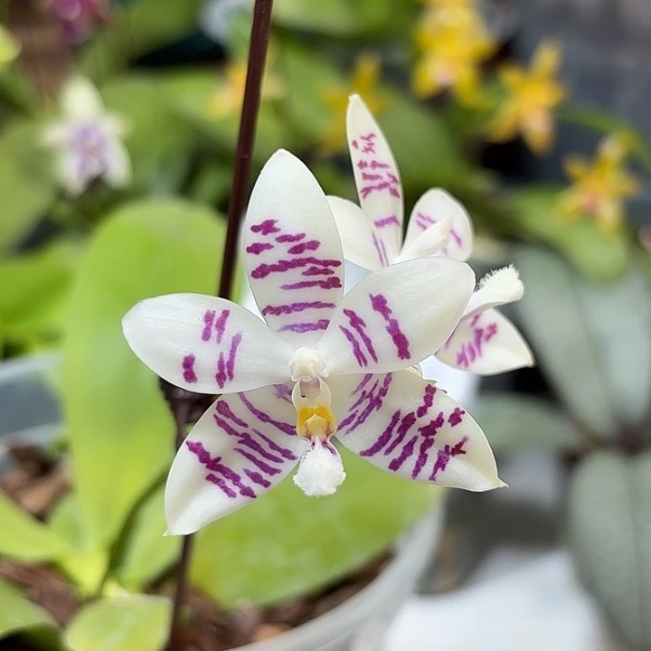 大部分开放少量花苞