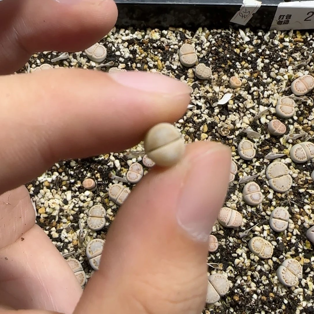 11.19。    饼干福利。   2042