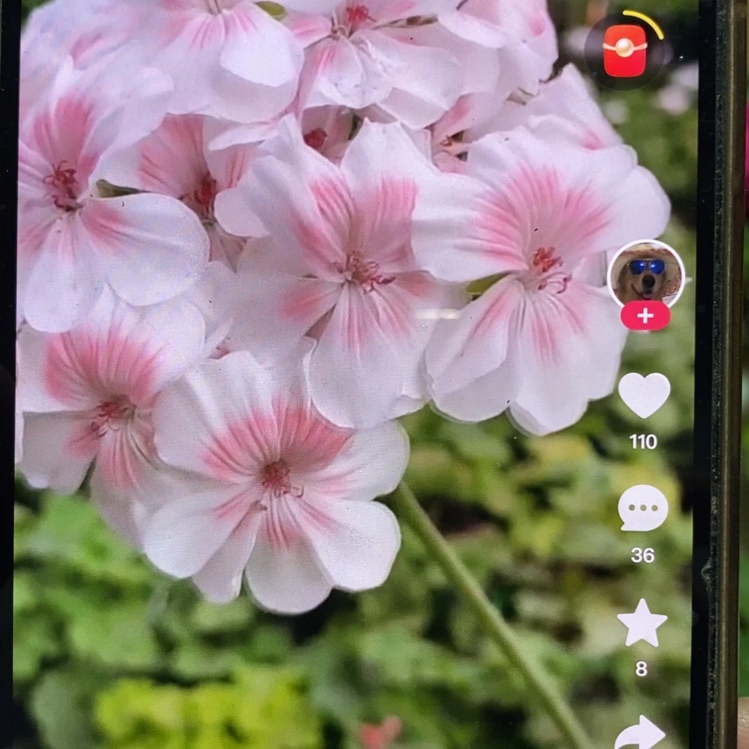 无花朵【可爱的维拉】