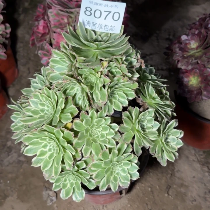 8070碧浪多肉植物