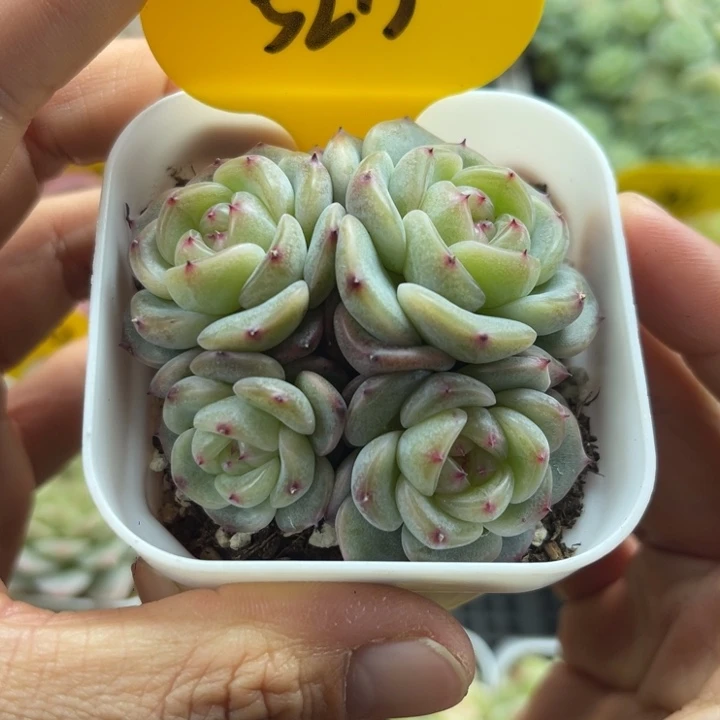 4头甜心e群5213. .