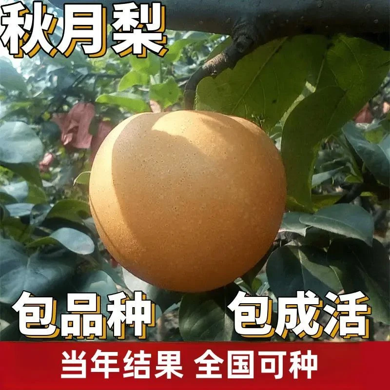 秋月梨树果苗南北方庭院地栽种植特大果树苗阳台盆栽嫁接当年结果