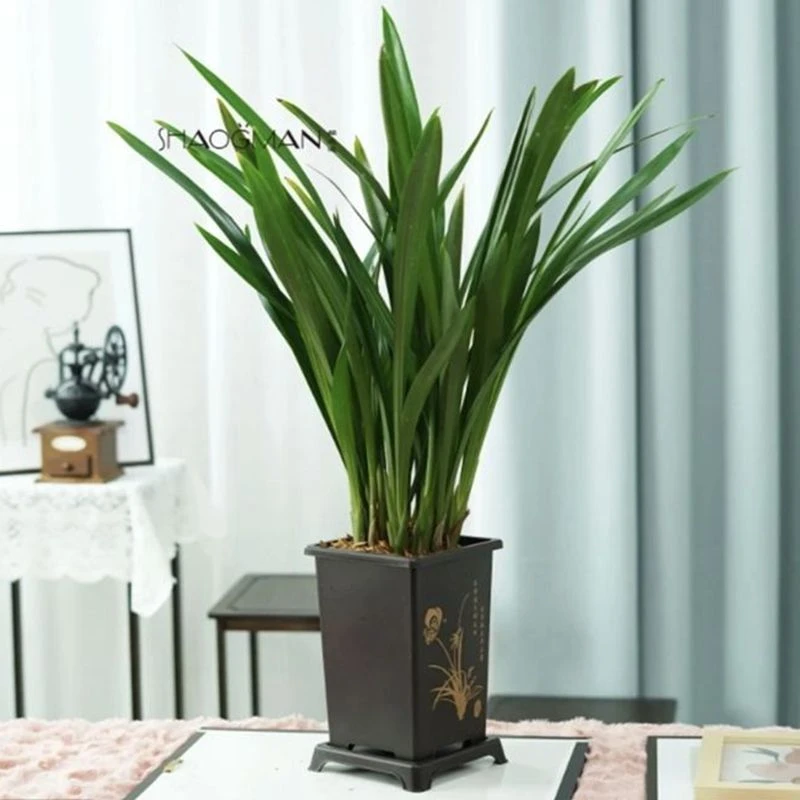 兰花精品大苗 四季种植开花植物年前可开花盆栽墨兰