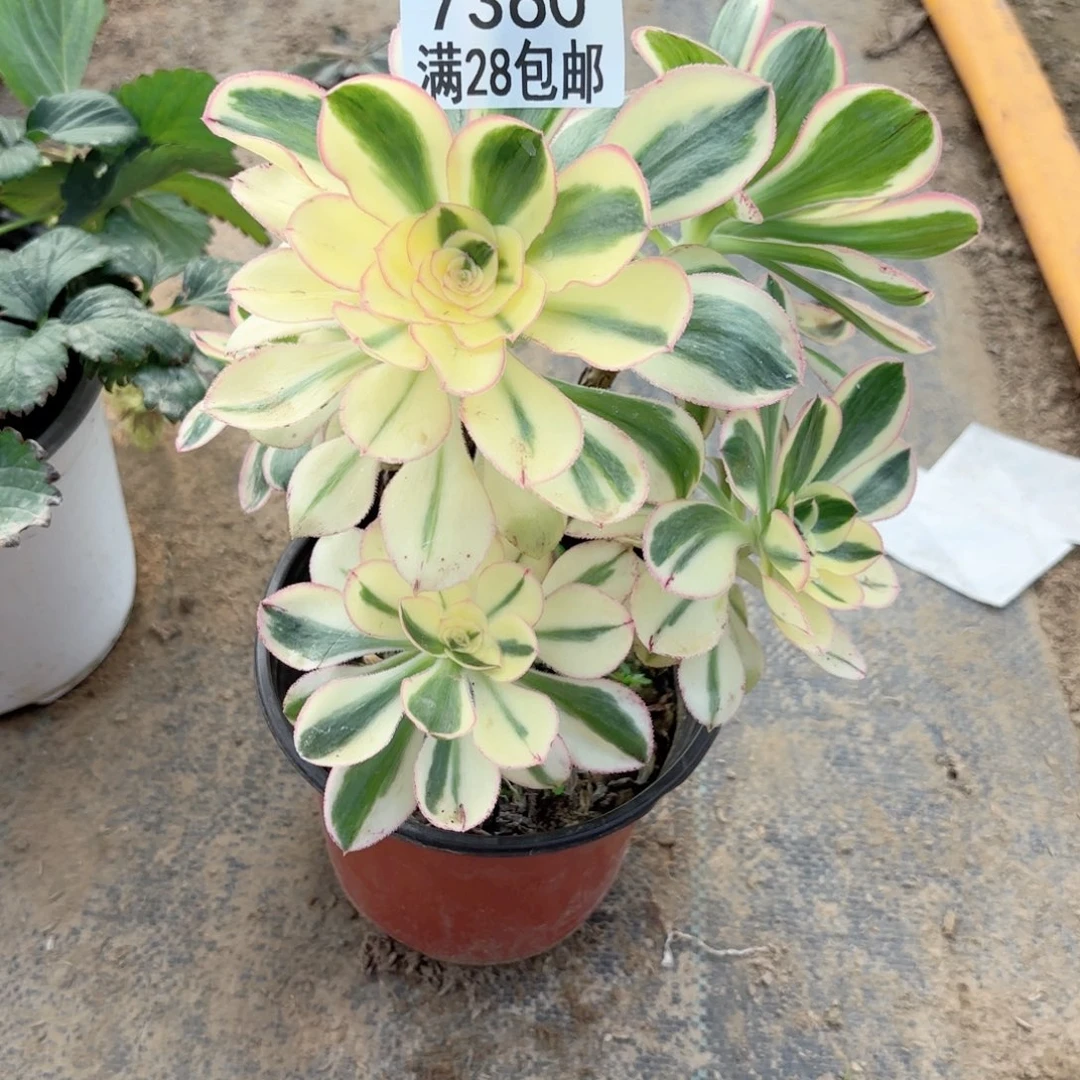 B.  7360燕姿群生多肉