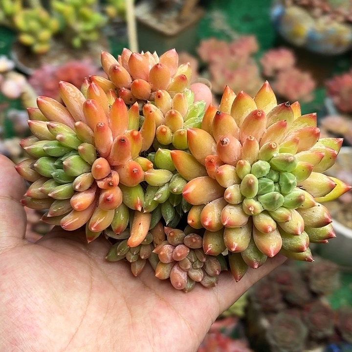 一物一拍 美人一颗