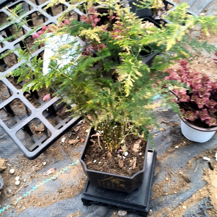 满9元包邮，，文竹➕盆➕架子