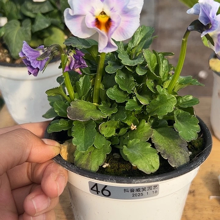 红陶抖音直播闪拍46