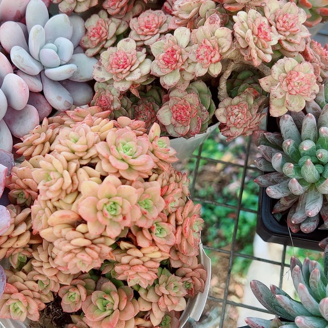 黄金蜡牡丹多头群生