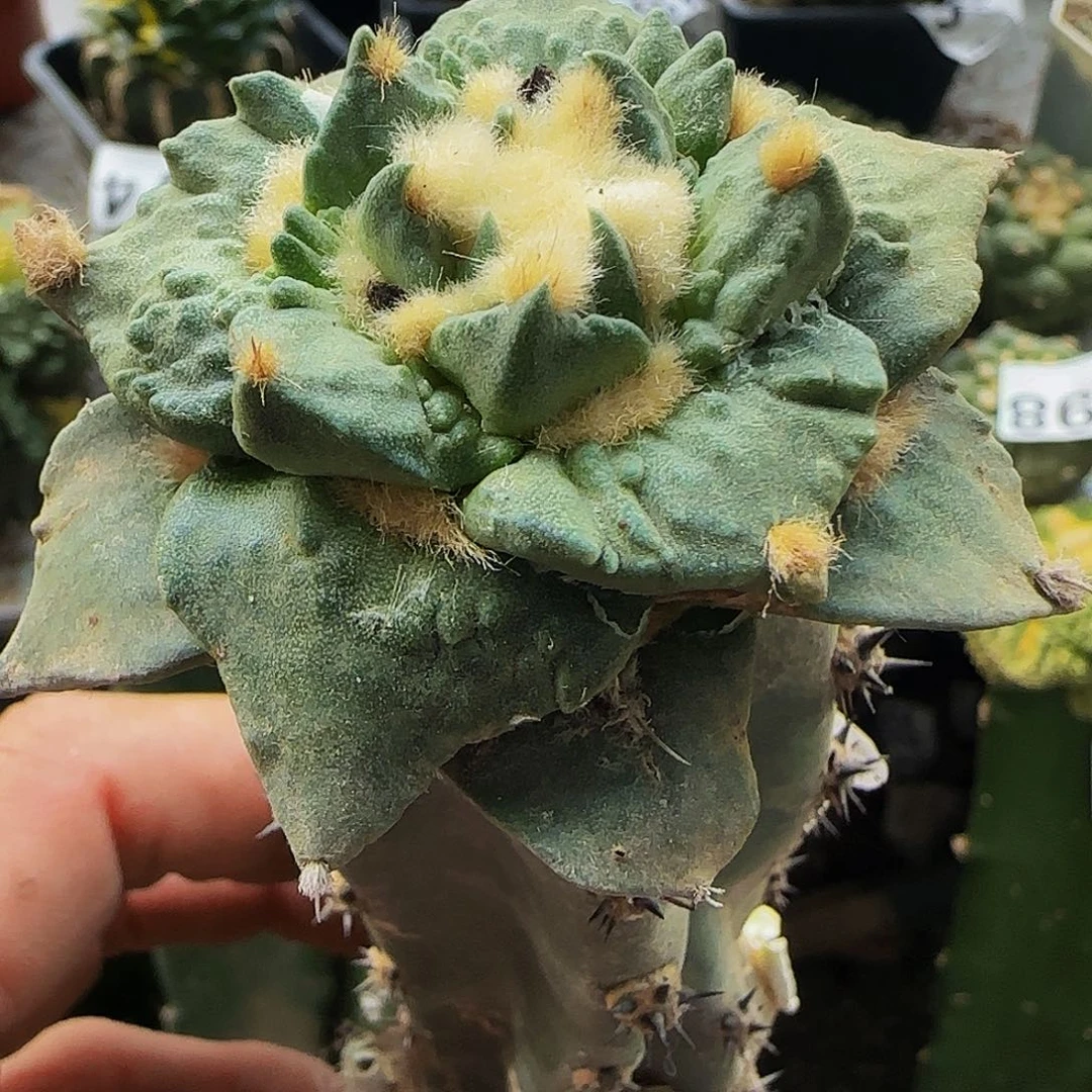 钩尤怒涛386仙人球