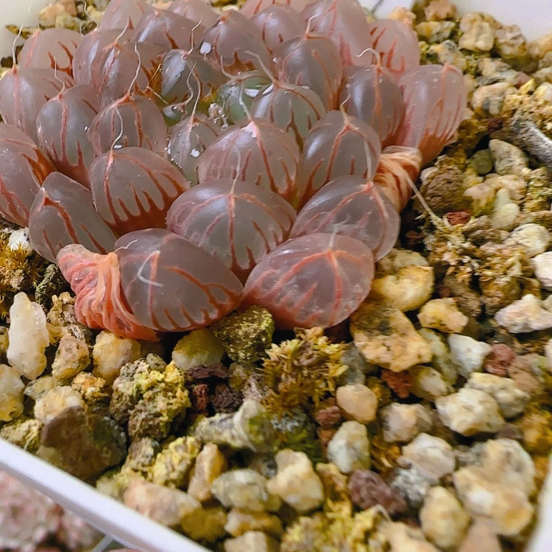 花**癫宝蓝灯，834、仙农出品