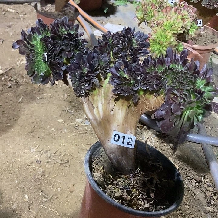 012欧紫缀化老板子法师