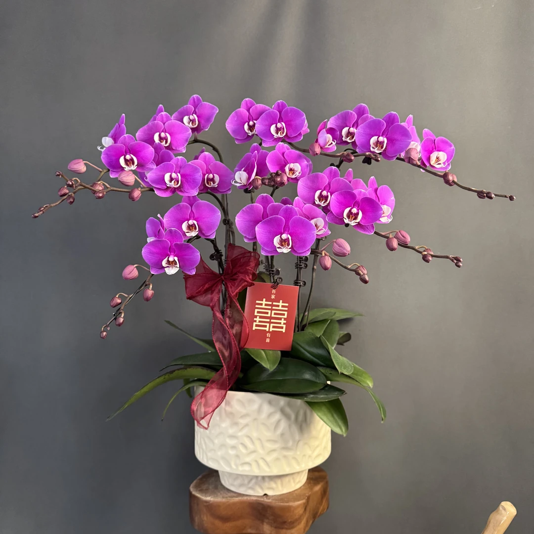 【赛冰冰】粉色系经典大型花花 高端花卉 蝴蝶兰 好开耐养 室内花卉