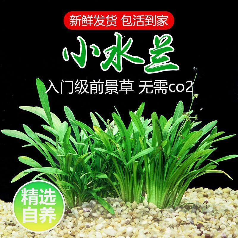 迷你小水兰草缸造景前景草新手入门阴性水草好养易活懒人活体水草