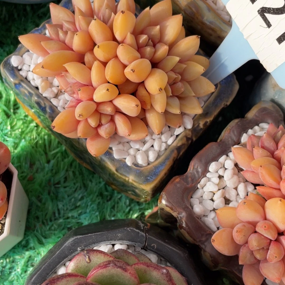 ****檬多肉植物盆栽多肉