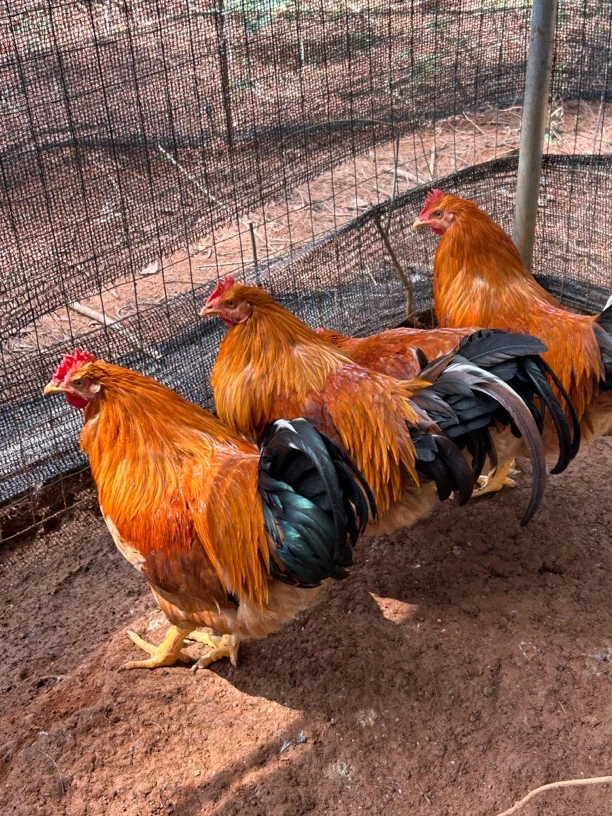 广西散养一年老阉鸡【新鲜宰杀干净发货】玉米喂养肉质鲜美品质土鸡