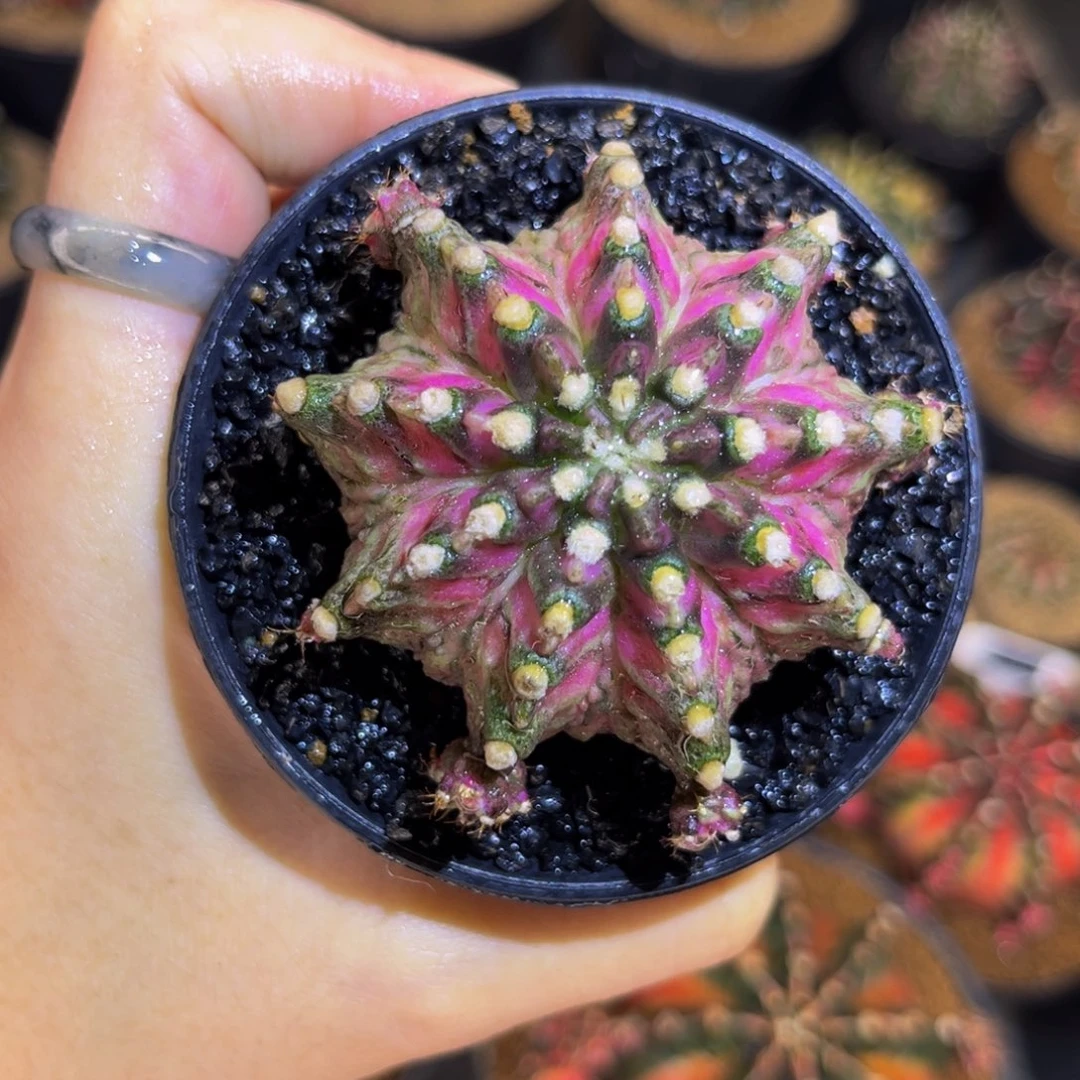 红莲哥斯拉 米哈仙人球