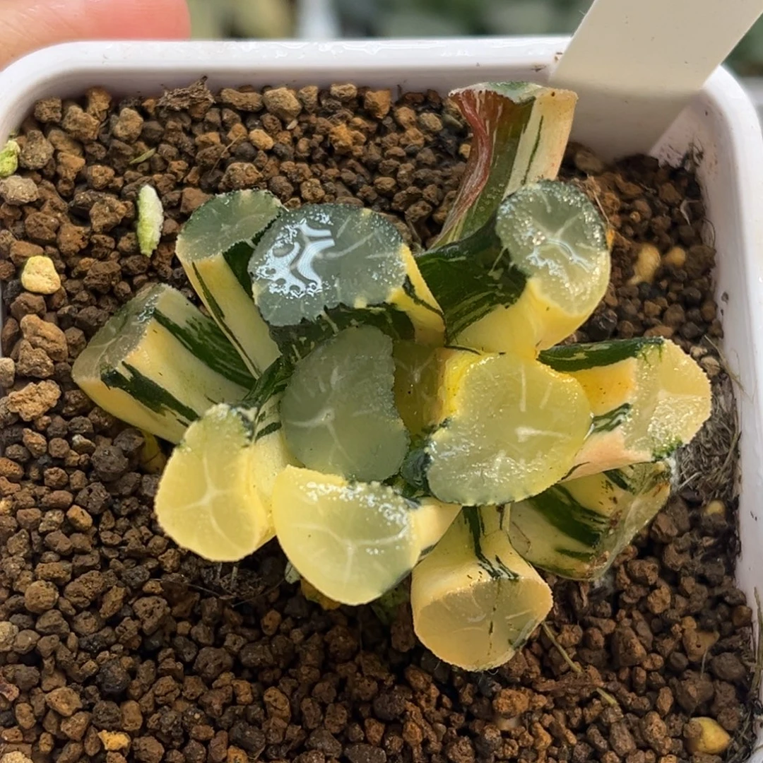 59玉龙万象锦福利专场