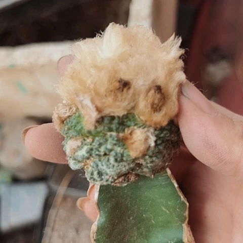 138牡丹枕木无根特价出