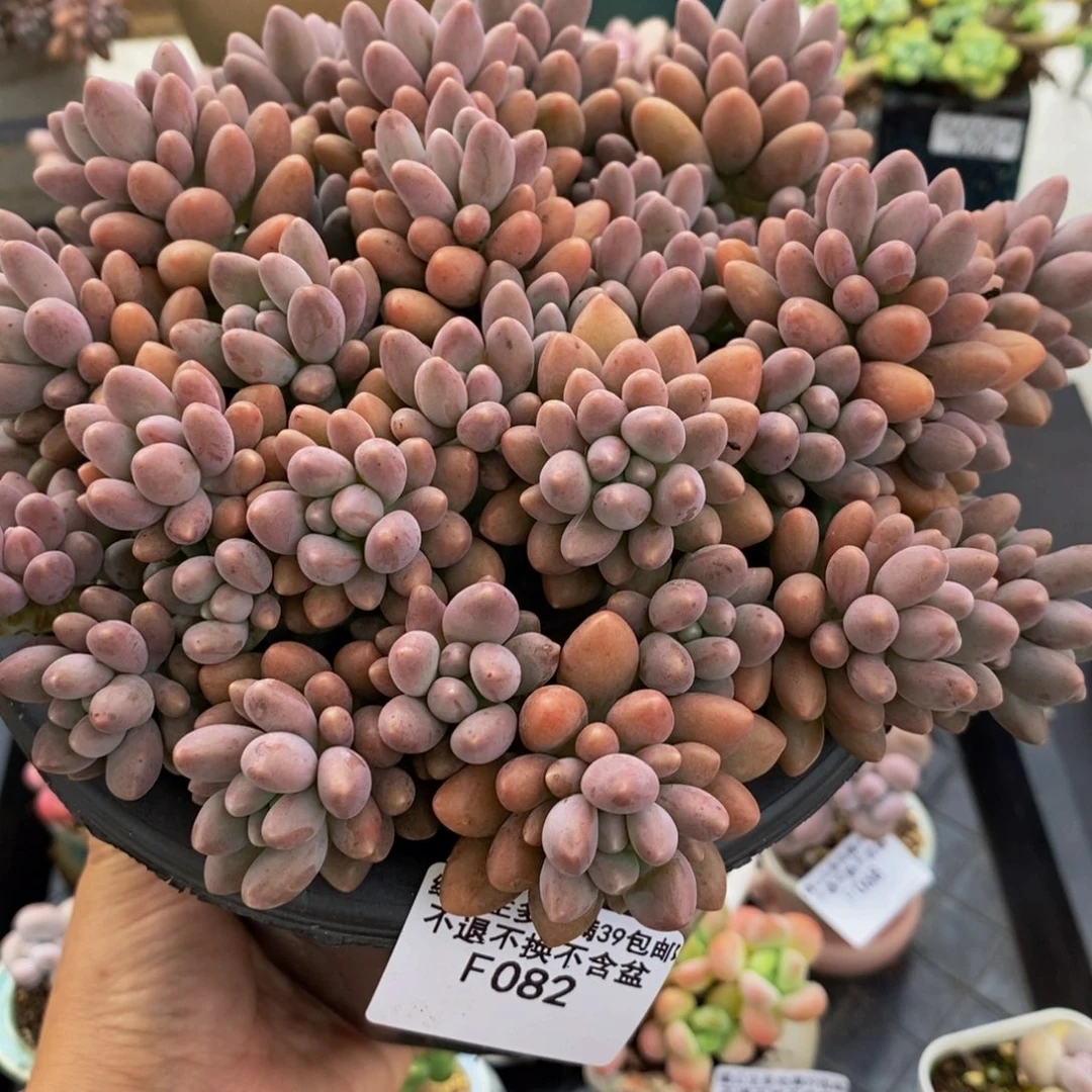 082星黛露20cm多肉