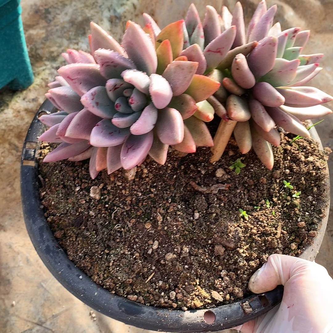 桃花源多肉一物一拍