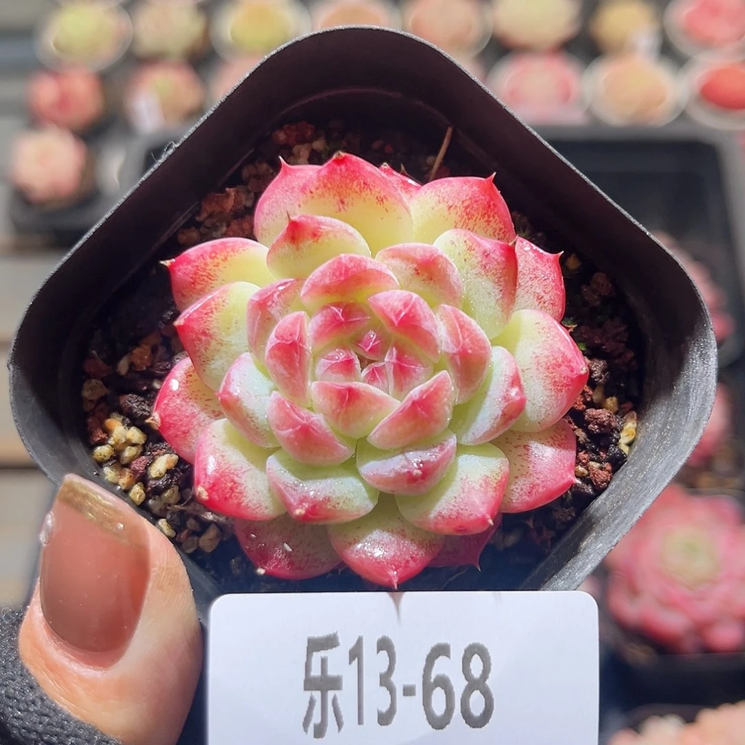 乐13-68 白桃单头