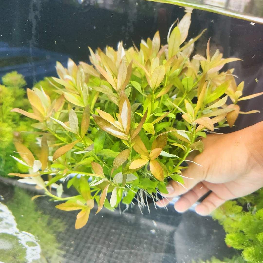 红丝青叶水草新手淡水鱼缸造景红色水草阴性自养水下叶中后景种植