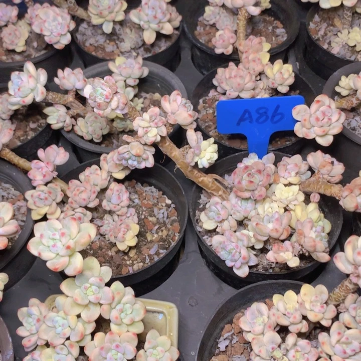 a86劳尔锦老桩脱土