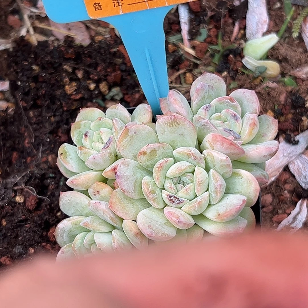 静****多肉植物一物一拍