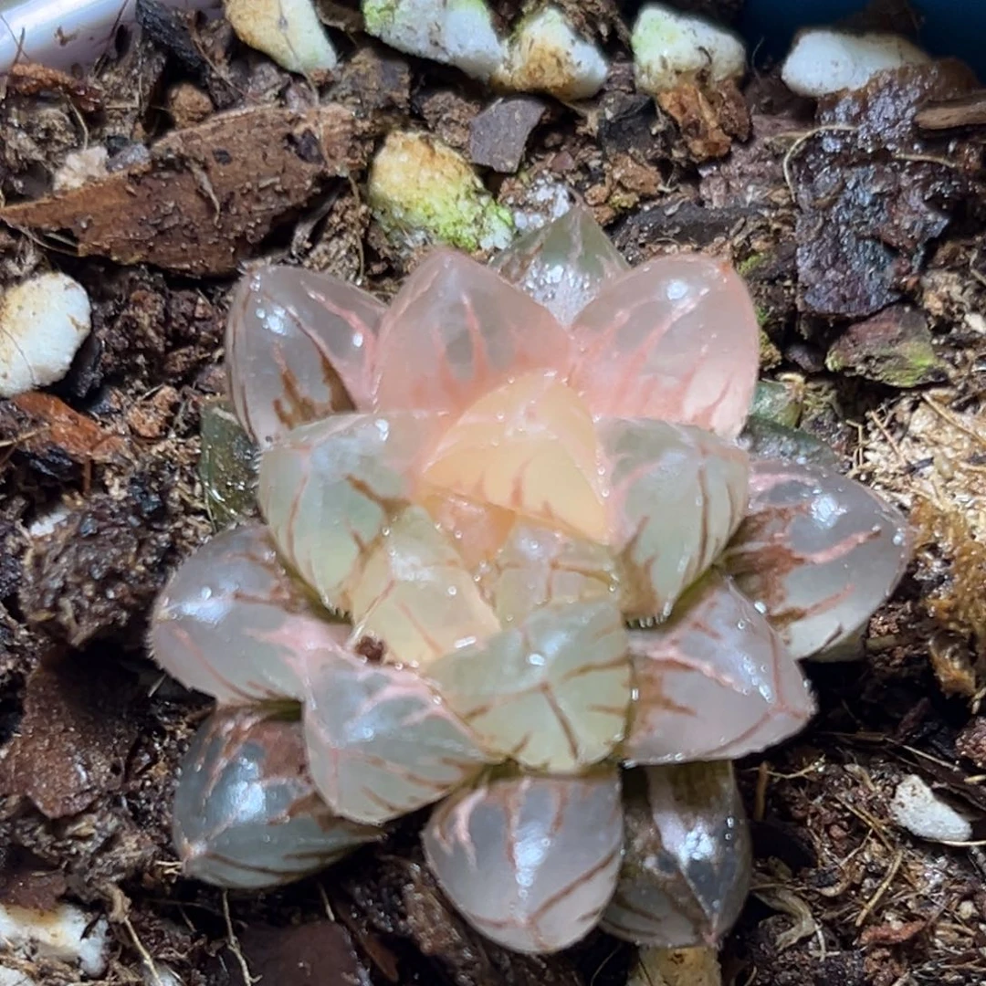 恭喜发财大吉大利0047