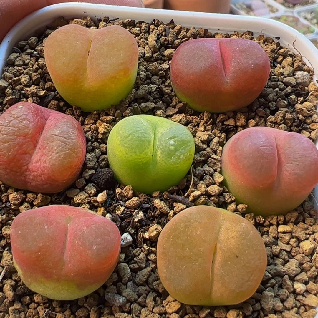 编号母本组合多肉植物