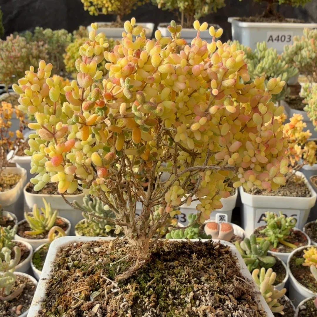 A496米粒阴阳4色锦