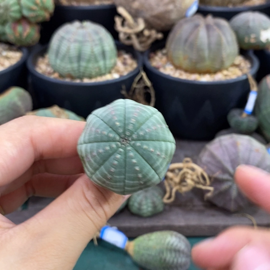 欧系实生布纹球一物一拍有疤