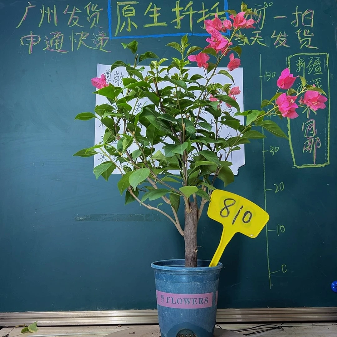 当前无花栽培后可以开花火焰810