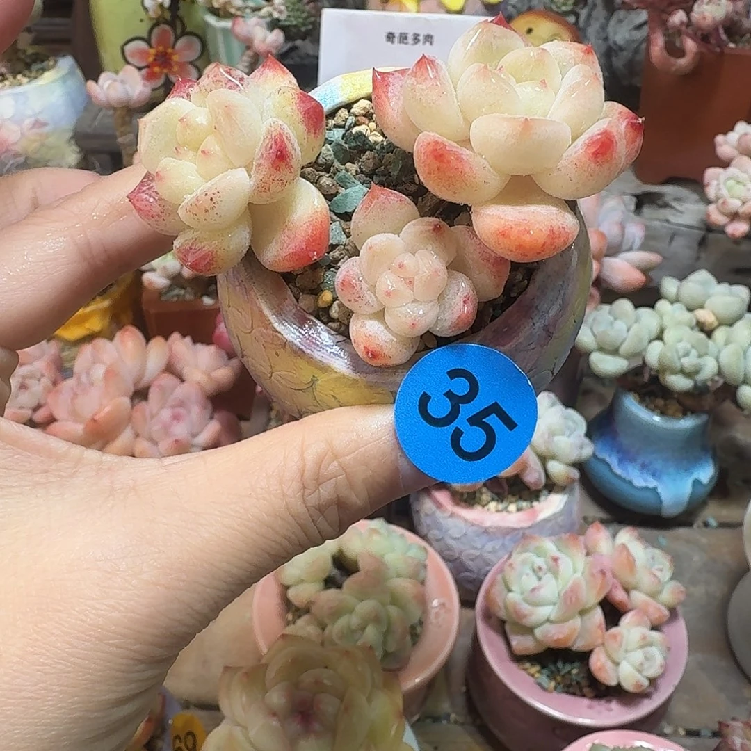 35 多肉含盆土 30元包邮非偏远
