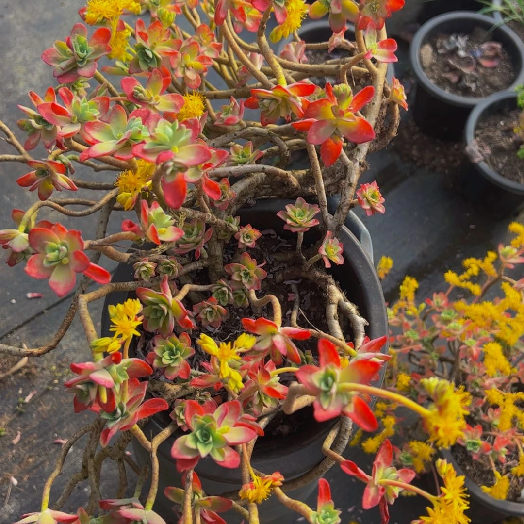 薄化妆两盆多肉植物