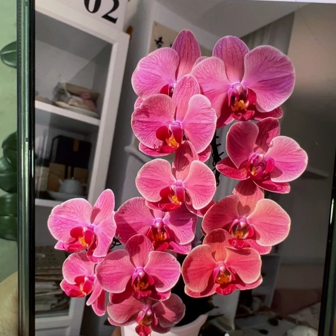 当前无花栽培后可以开花带剑纳博纳，凑单发货