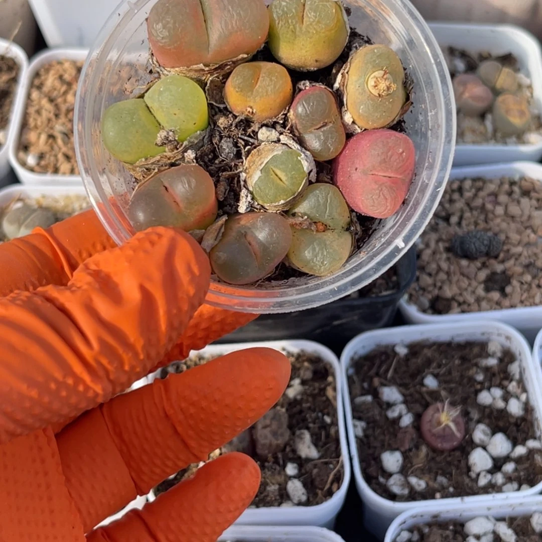 多肉植物一物一拍3