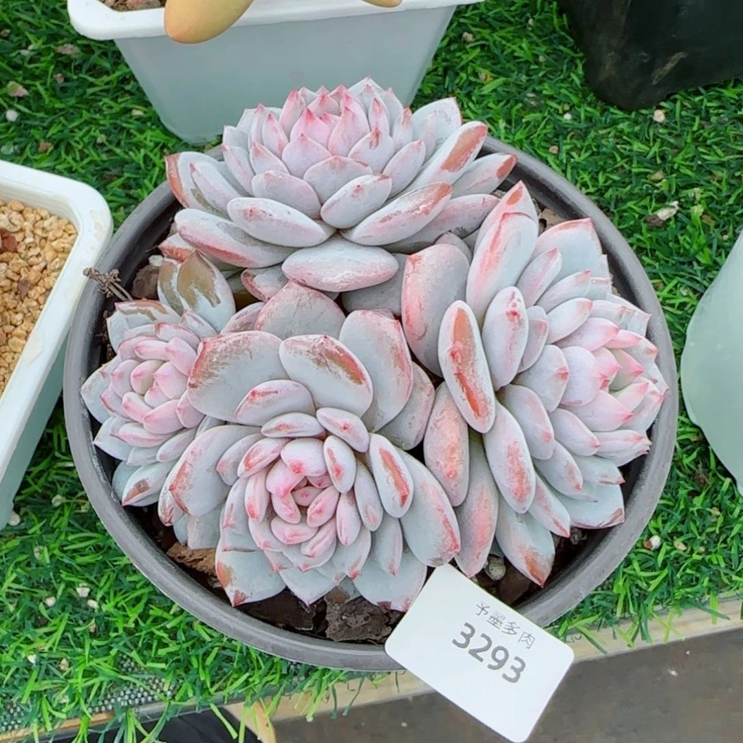 星星橙，3293多肉植物