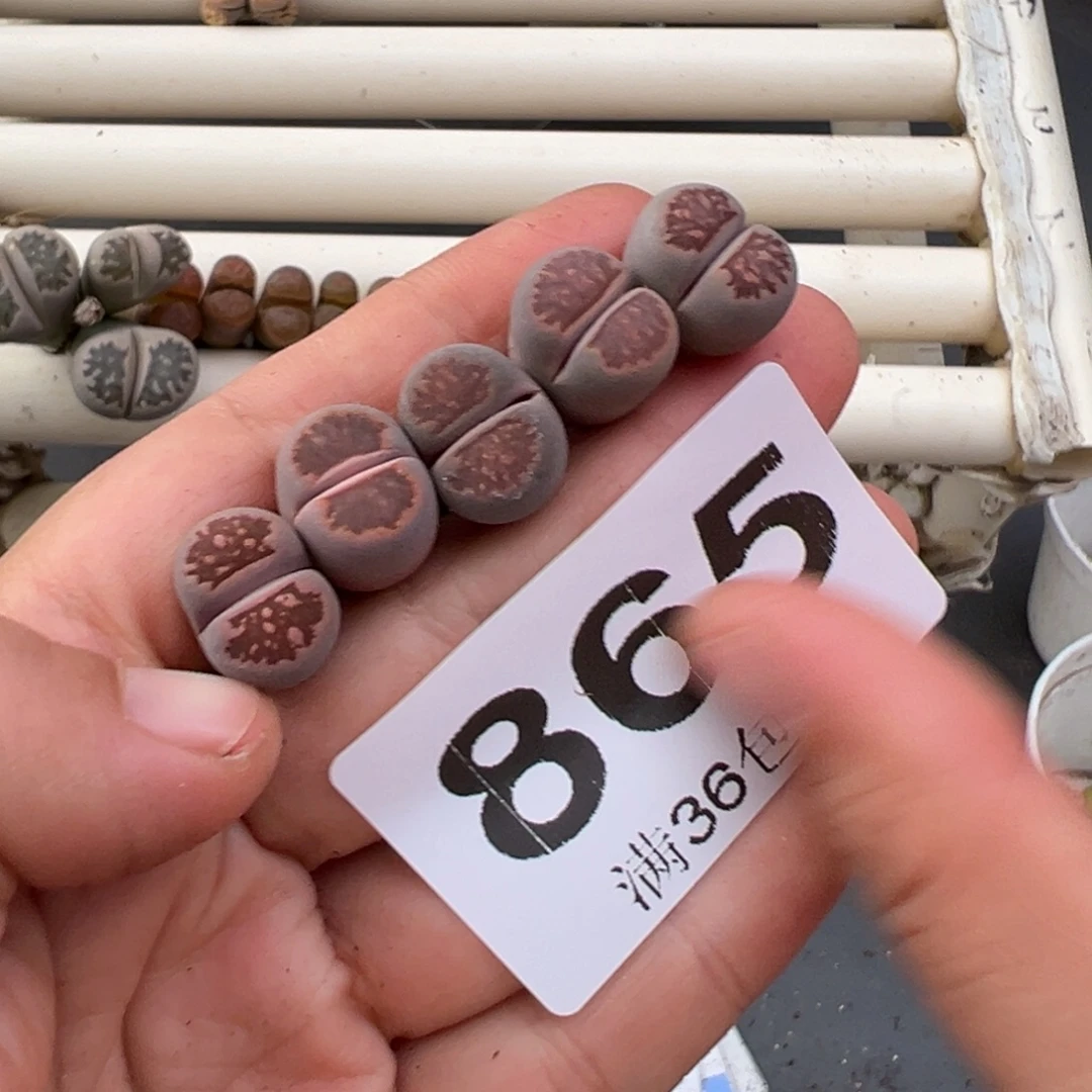 12.27好看的多肉脱土发货865