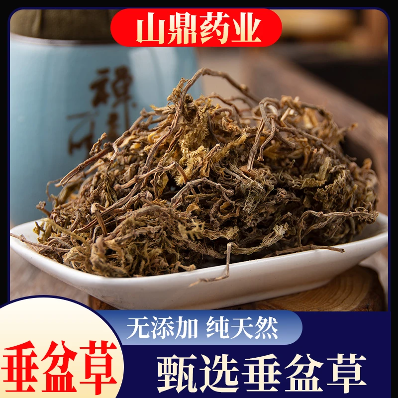 山鼎药业正宗【垂盆草】精选货 垂盆草可食用 蛇丹草吊兰绿化垂盘草